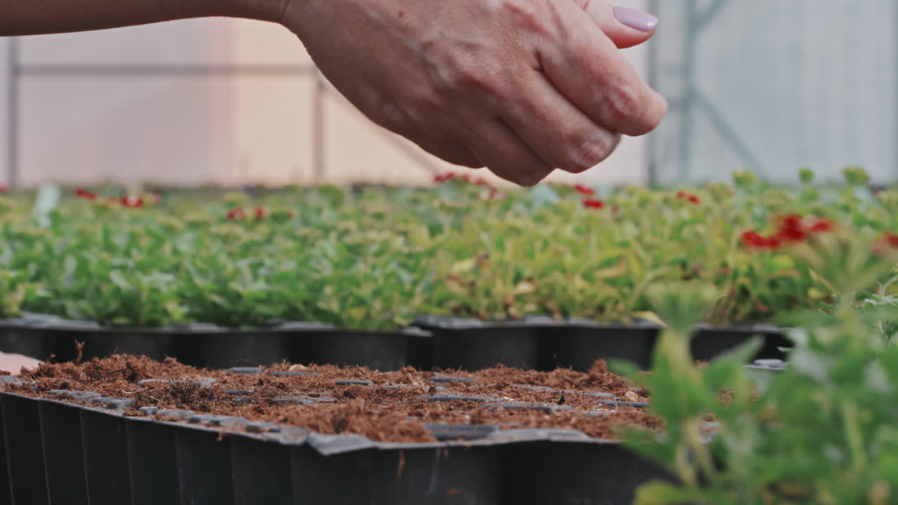 Planting Seeds in Soil