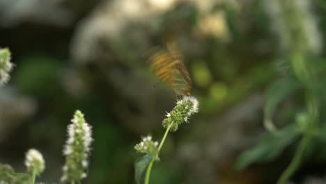 Yellow-butterfly-with-black-spots-sitting-on-flower-then-flies-away,-slow-motion