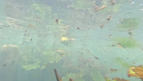 clear water with seaweed and natural debris