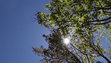 looking up at sky while driving in convertible car, bright sunlight with trees