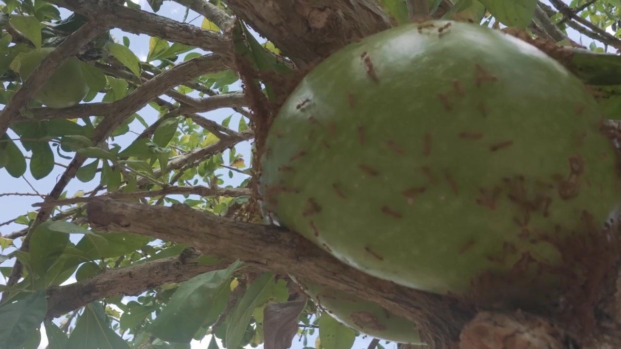 Formiche che strisciano su un frutto di zucca a bottiglia su un albero