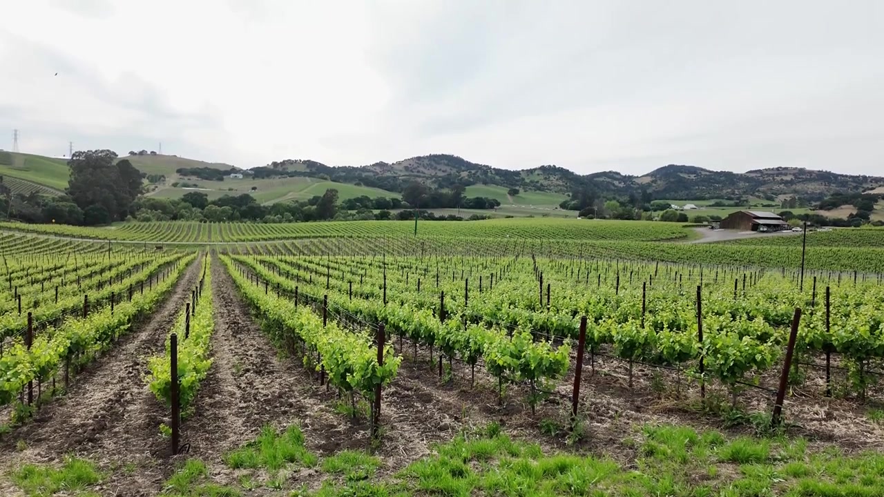 Vista panoramica che si innalza su filari di giovani viti verdi che crescono in un vasto vigneto nella Napa Valley, California, con dolci colline visibili sullo sfondo sotto un cielo nuvoloso.