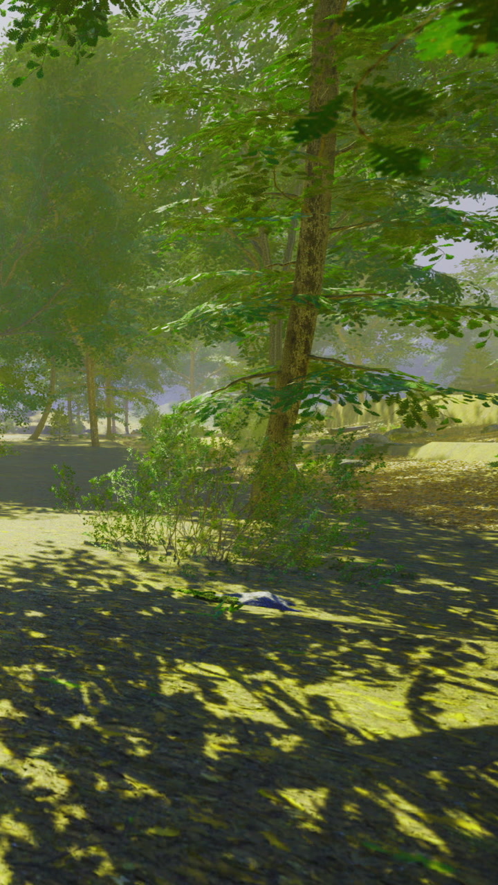 Sunlight filters through trees casting shadows on the forest floor