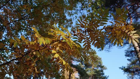 rowan tree at autumn