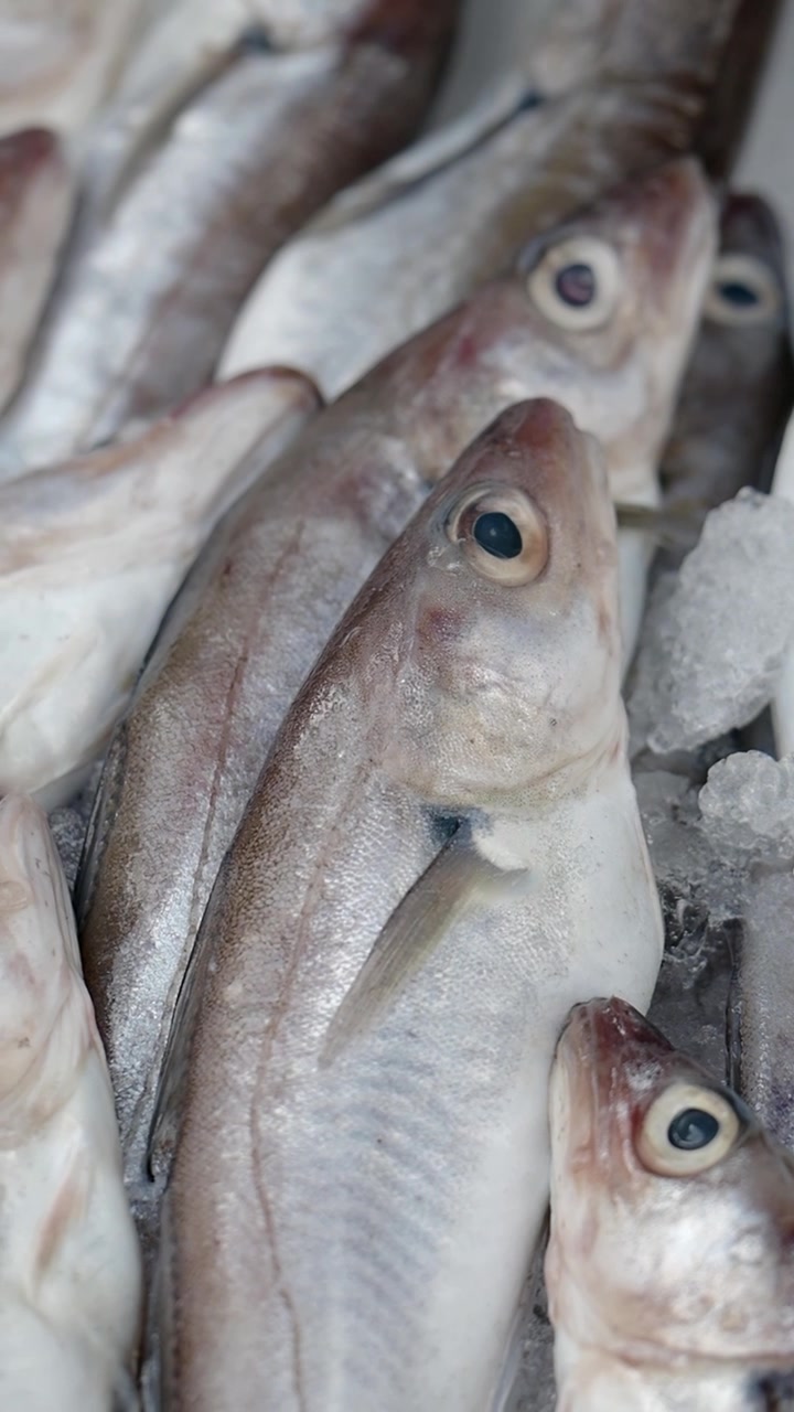 Pescado Crudo Fresco Exhibido sobre una Cama de Hielo