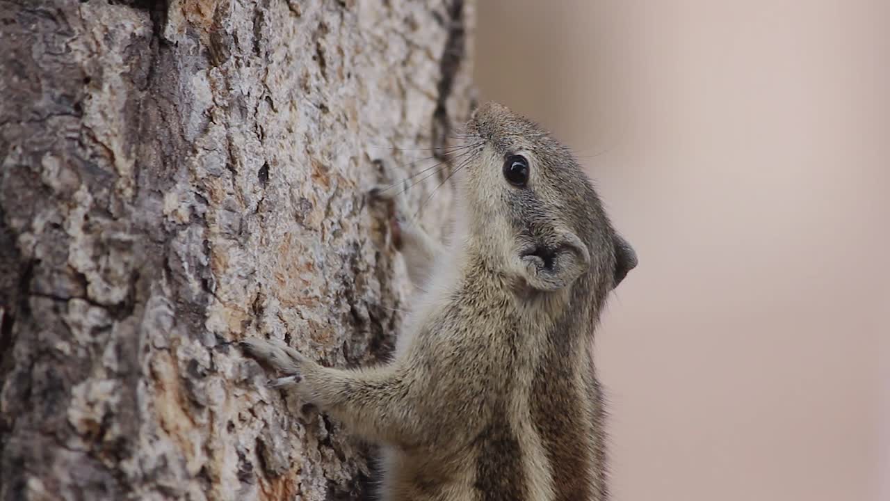 Beautiful Indian Palm Squirrel On Tree Closeup Shot Stock Video FULL HD  1920 X 1080 Free Stock Video Footage Download Clips