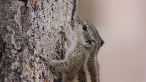 Hermosa-Ardilla-De-Palma-India-En-El-Primer-Plano-Del-árbol-Tiro-Video-De-Stock-Full-Hd-1920-X-1080