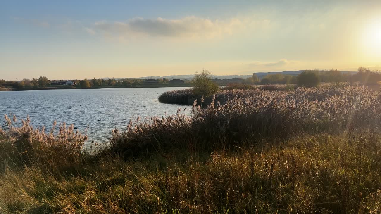 junto al lago, orilla del río con cañas de agua moviéndose en la cálida luz del atardecer