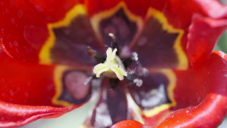 macro close up of a charming red tulip in a parisian garden during spring
