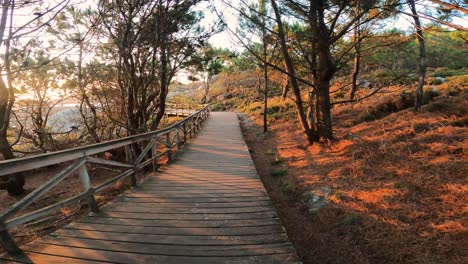 pov caminando a través de un paseo de madera o tabla caminando por la vegetación al atardecer