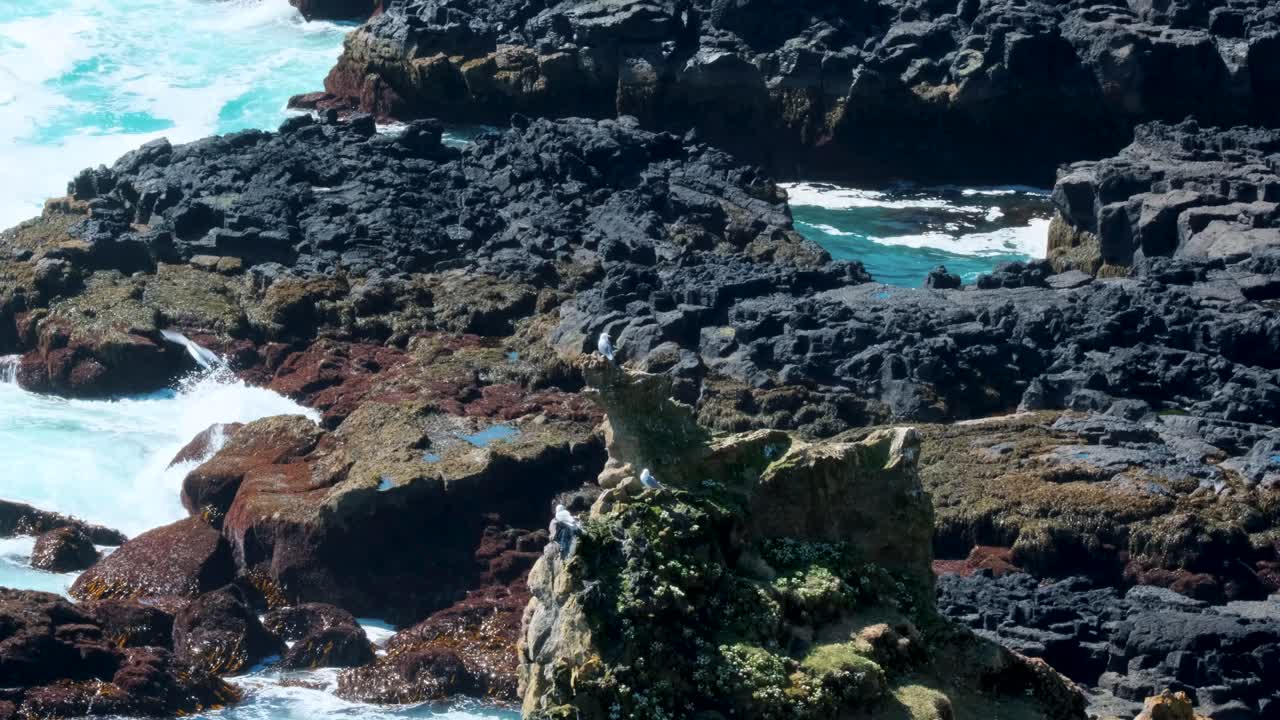 아이슬란드 서부의 스네스펠네스 반도 해안의 바살트 절벽 위를 날아다니는 새들