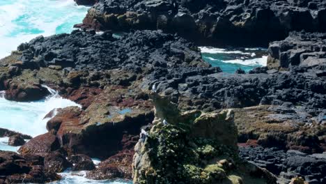 aves volando sobre acantilados de basalto en la costa de la península de snaesfellnes en el oeste de islandia