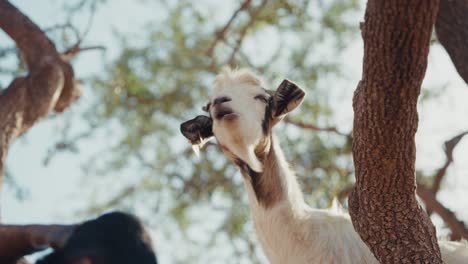 close up static shot of a pack of goats standing still on argan trees branches in morocco