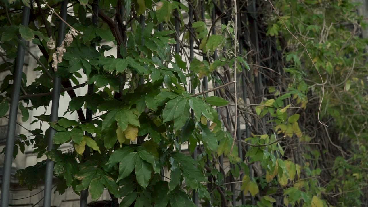 hojas que crecen en una cerca