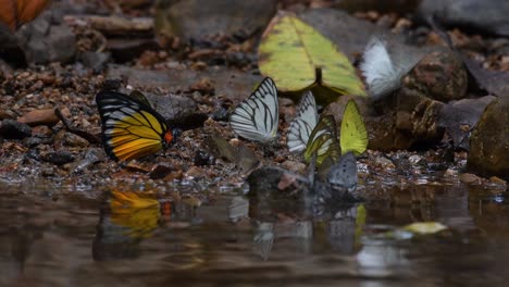 Mariposas-Reunidas-A-Lo-Largo-Del-Arroyo,-Una-Por-Una-Volando,-Dejándola-Sola