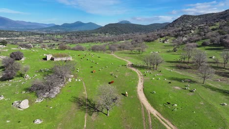 vuelo con un dron en un campo viendo una carretera y rebaños de ovejas y vacas en movimiento pastando en la hierba verde con fondos de montañas con bosques de roble en una tarde de invierno en ávila, españa