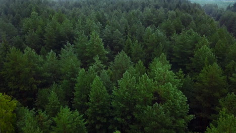 denso bosque de hoja perenne desde arriba