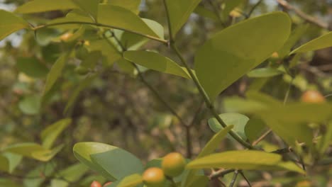 Beautiful-kantam-tree-with-berries-and-leaves-moving-in-the-wind