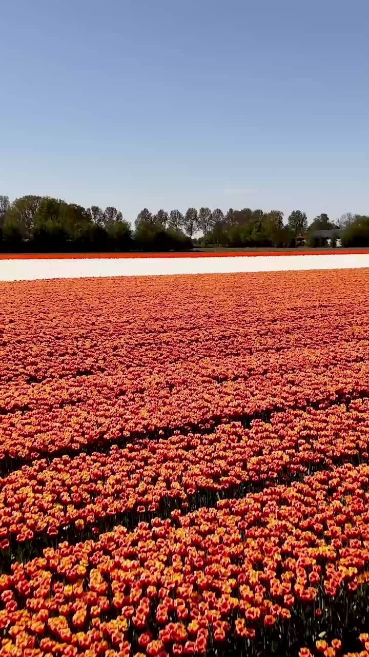 campos de tulipanes de colores