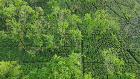 Ariel-O-Vista-De-Drones-Una-Especie-De-Jardín-De-Té-Assam