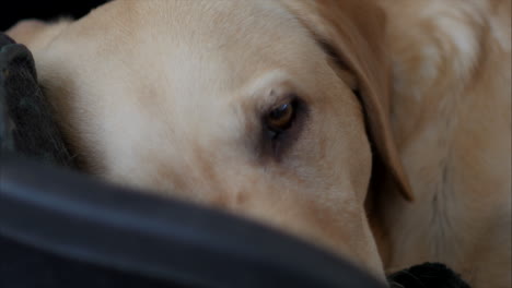 Lindo-Perro-Adulto-Labrador-Dorado-Acostado-Para-Descansar-En-Casa,-Cerrar-Tiro-Inclinado