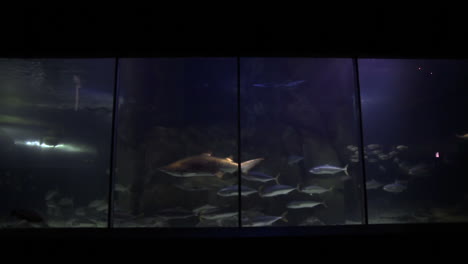 peces nadando en un tanque