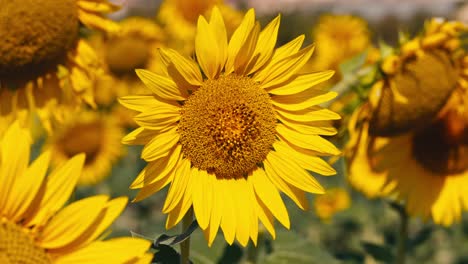 Close-up-of-sunflower-leaves-with-seeds