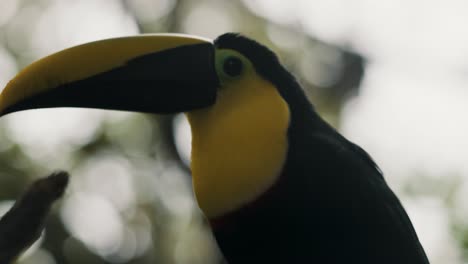 black-mandibled toucan headshot against bokeh nature - ramphastos ambiguus