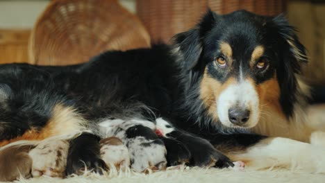 the australian shepherd feeds its puppies. angrily looks toward the camera