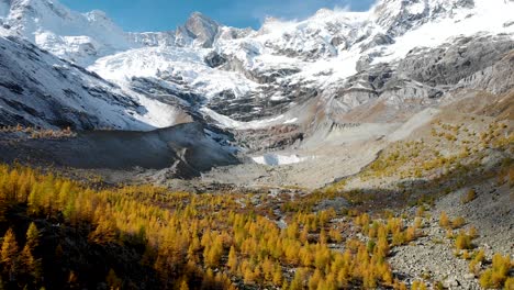 aerial flyover over a forest with yellow larches in the valais region of swiss alp at the peak of golden autumn with a view of snow-capped zinal rothorn peak and glacier