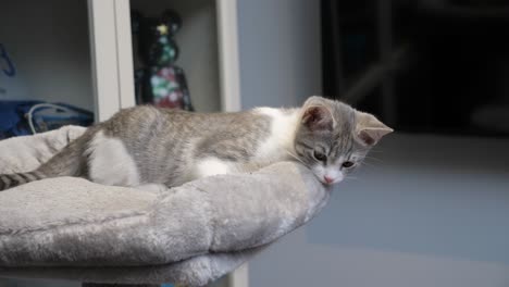 silver little shorthair kitten cat resting on cattree