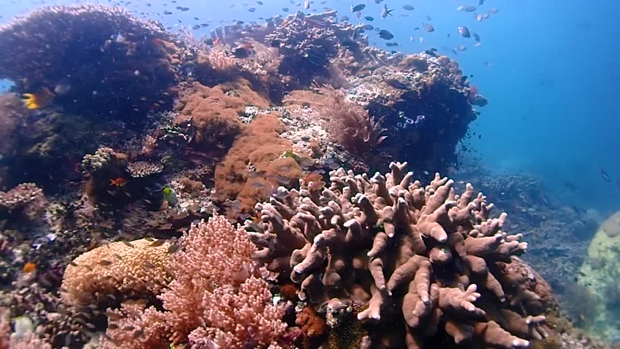 un montón de pequeños peces de cristal y peces de arrecife que viven en un arrecife de coral