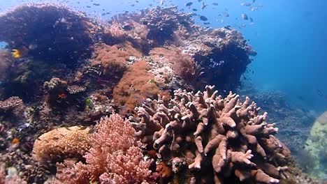 Un-Montón-De-Pequeños-Peces-De-Cristal-Y-Peces-De-Arrecife-Que-Viven-En-Un-Arrecife-De-Coral