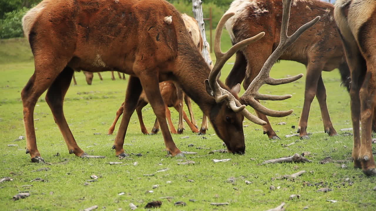 alce con cuernos gigantes come hierba rodeado de otros alces