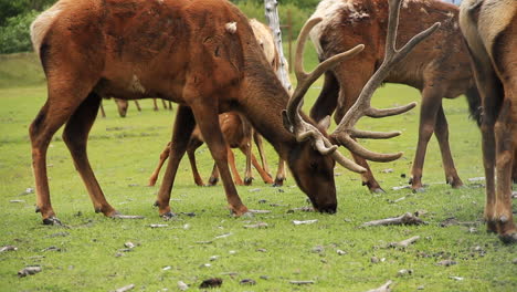 elk with giant antlers eats grass surrounded by other elk