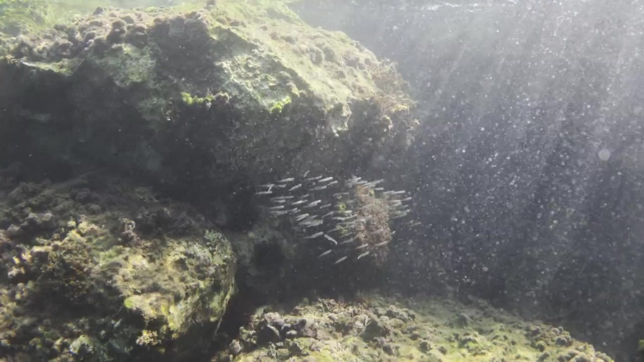 Små fisk svømmer i en stor stime og søger ly blandt havets klipper og undervandsvegetation med solstråler.