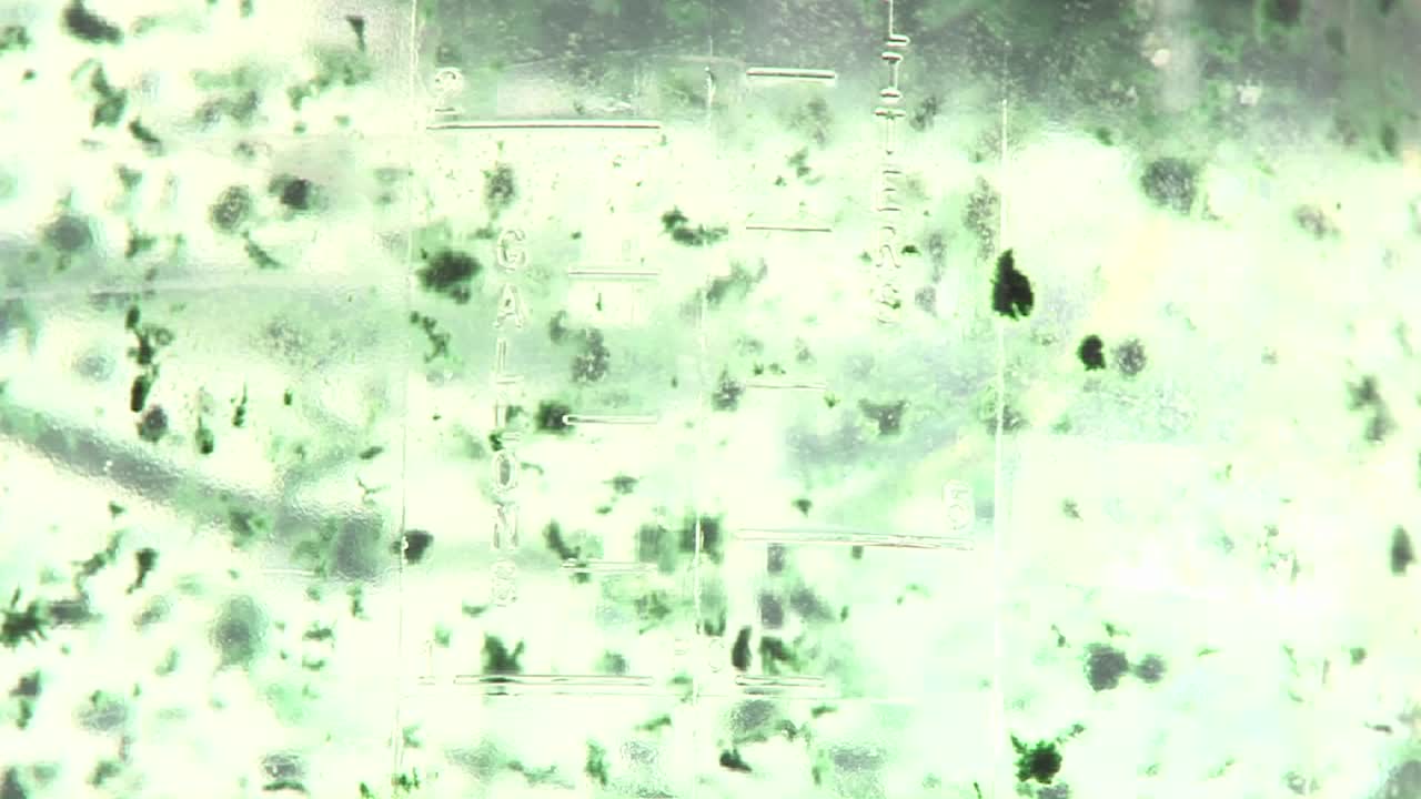 Green algae particles floating inside their nutrient medium Algal matts moving with the aeration of CO2