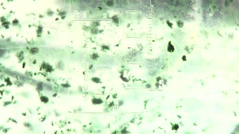 partículas de algas verdes flotando dentro de su medio nutriente mantos de algas que se mueven con la aireación del co2