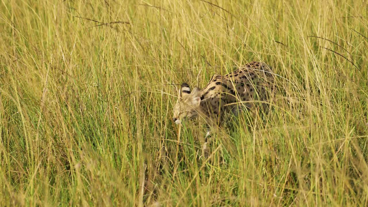 Slowmotion-optagelse af en serval, der lusker i det fjerne gennem højt græs, kamoufleret mod det afrikanske landskab, med glimt af dens markeringer, Kenya, afrikanske safaridyr i Masai Mara North Conservancy