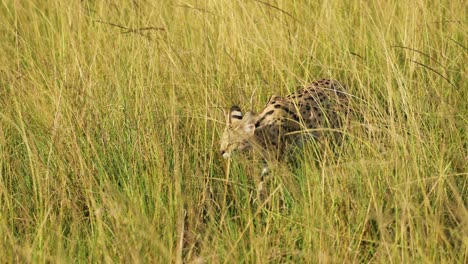 slow motion shot of serval prowling from a distance through tall grass, camouflage against african landscape, flash of markings, kenya, africa safari animals in masai mara north conservancy