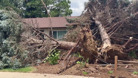 a home in centennial colorado is destroyed by a tree being blown over in strong winds. summer 2025