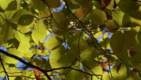 rayos de sol escondidos detrás de hojas coloridas en otoño, brisa ligera sacude el follaje