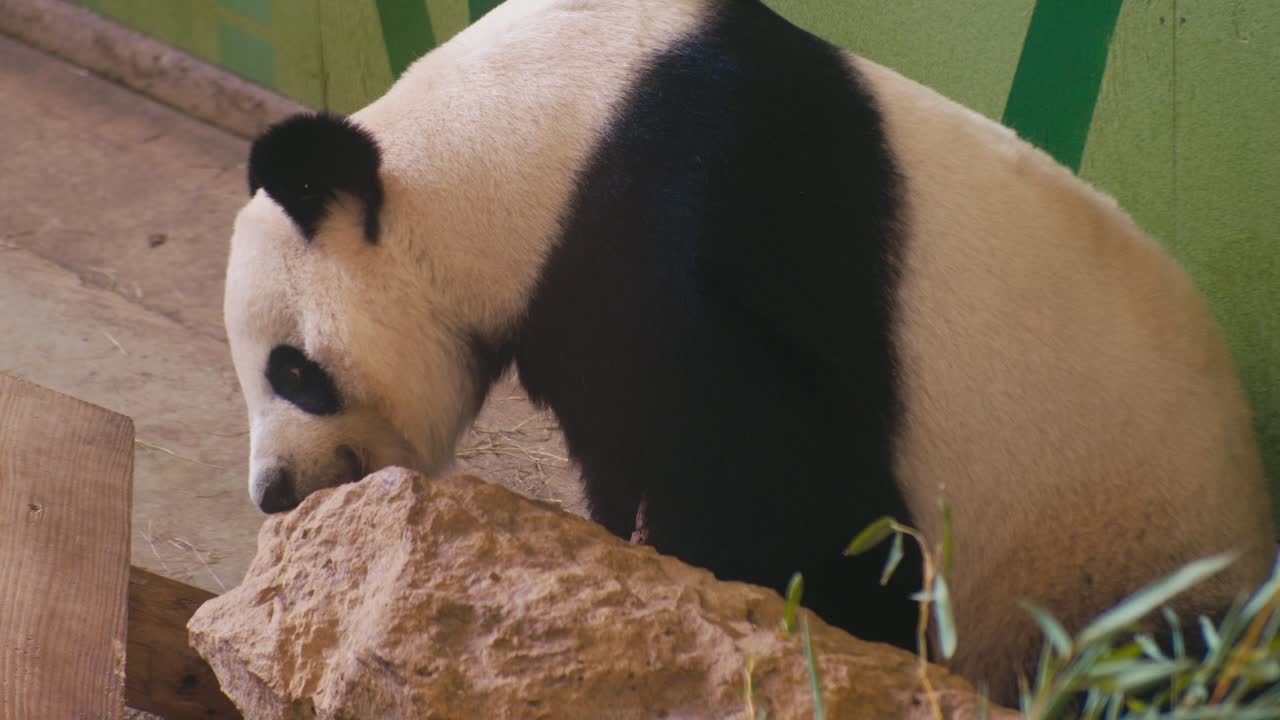 big panda wildlife animal in the zoo, close-up view, digital film look
