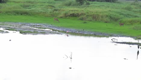 Deer-in-their-natural-habitat-eating,-at-Myakka-State-Park,-Florida