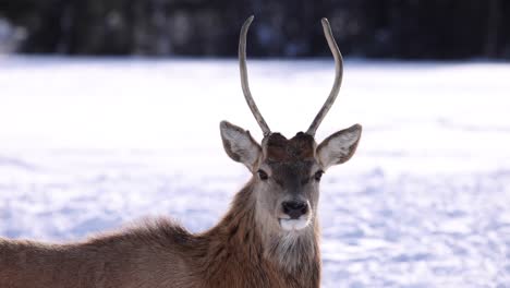 alce macho joven mirando el invierno de la lente