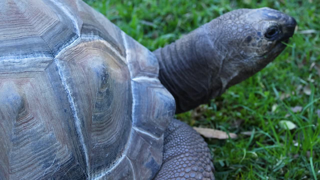una tortuga mueve la cabeza en la hierba
