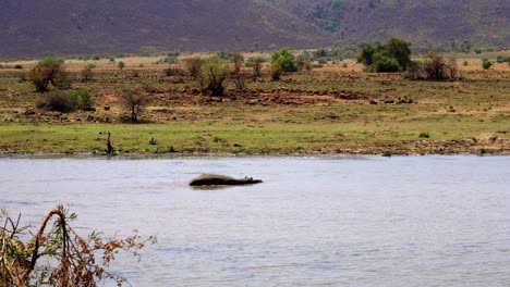 Afrikanische-Landschaft-Mit-Einsamem-Nilpferd,-Das-Friedlich-Im-Fluss-Schwimmt