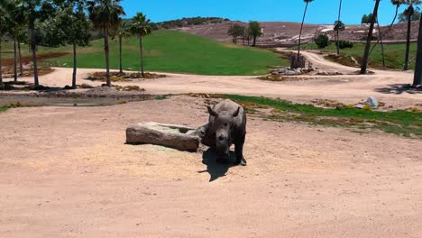 Vista-Panorámica-Izquierda-De-Un-Rinoceronte-En-El-Zoológico-Del-Parque-Safari-De-San-Diego