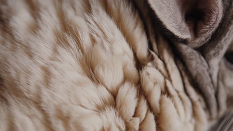 close-up of cat fur