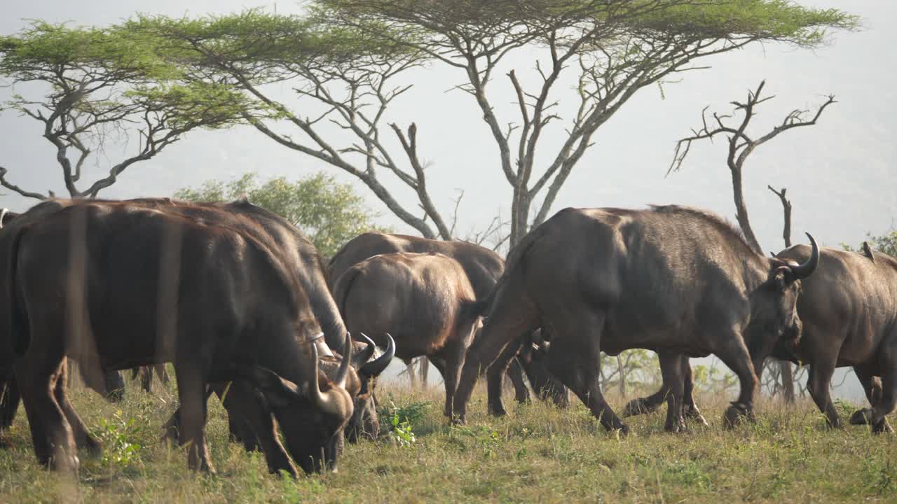A herd of cape buffalo feeding on the grass of the African savanna